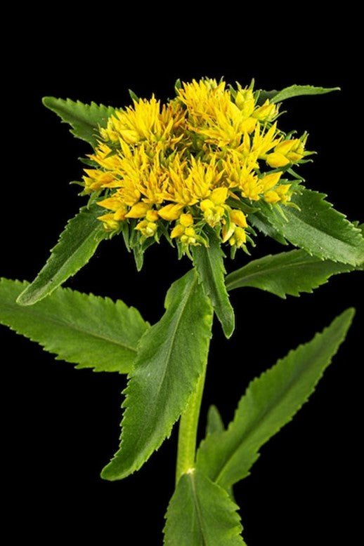 La Rhodiola Rosea : une plante exceptionnelle aux multiples vertus - Vialixir