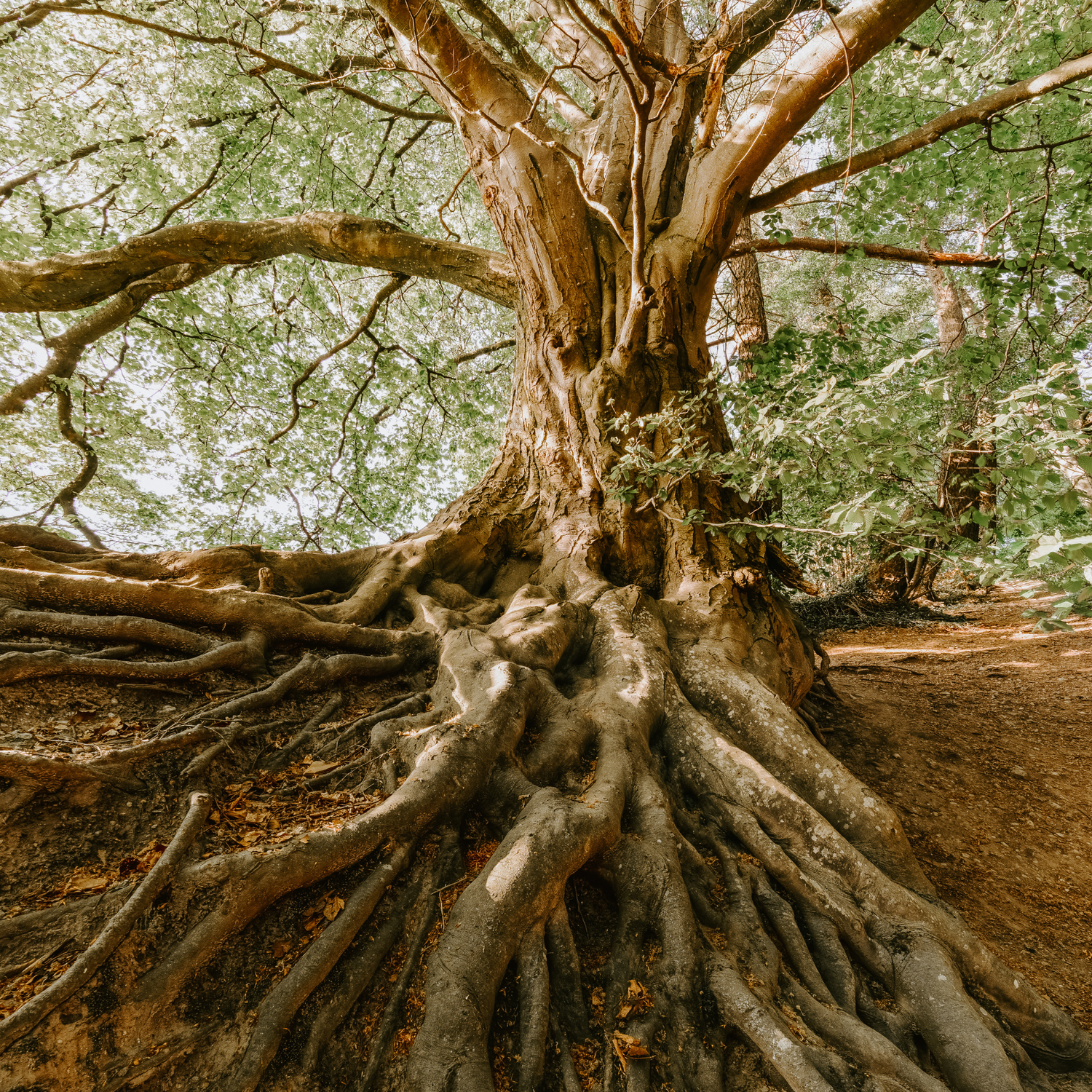 Racines d'arbre forte